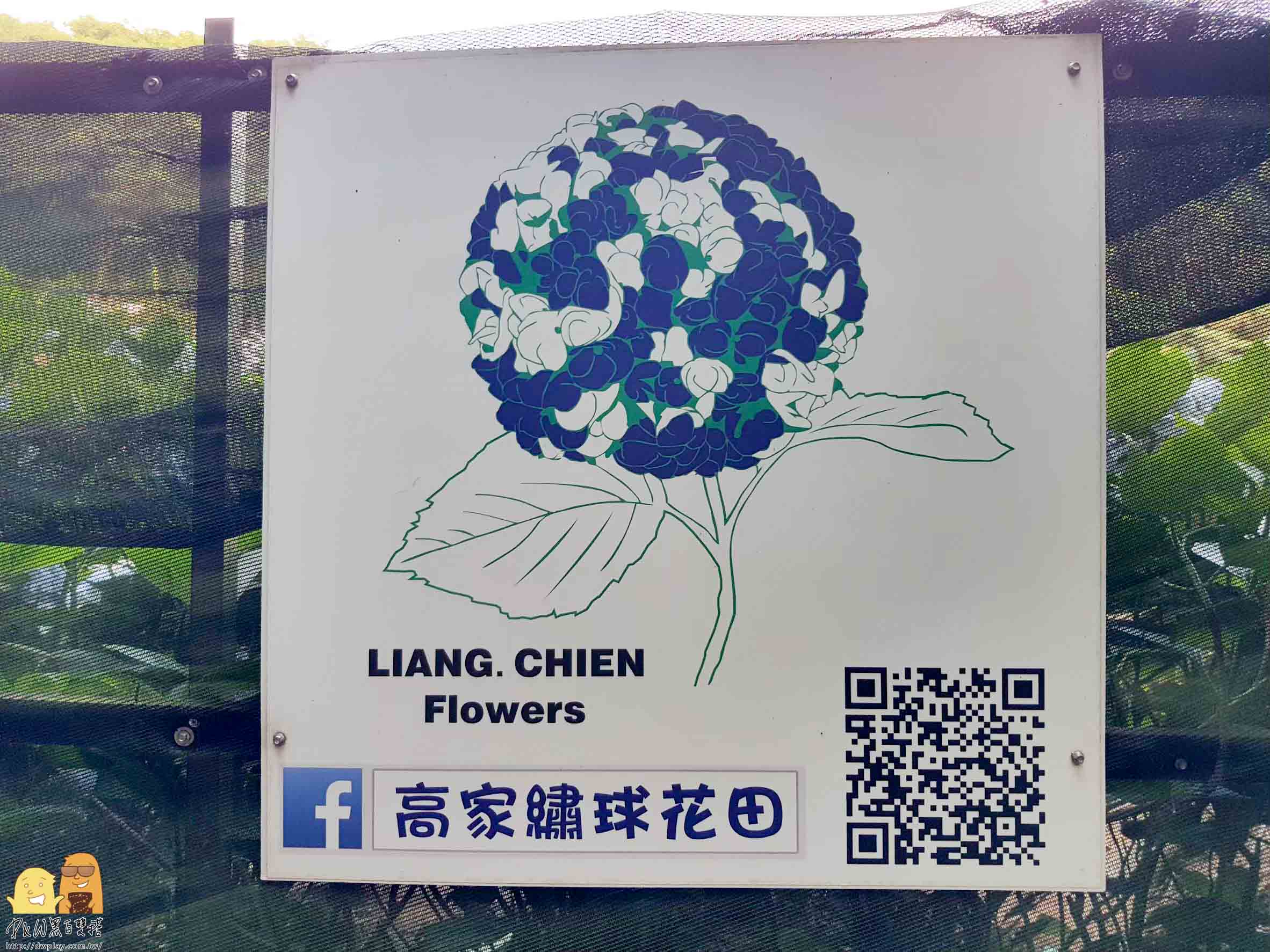 陽明山繡球花,繡球花季,高家繡球花,台北繡球花,台北海芋,繡球花哪裡看,台北必來,網紅打卡繡球花