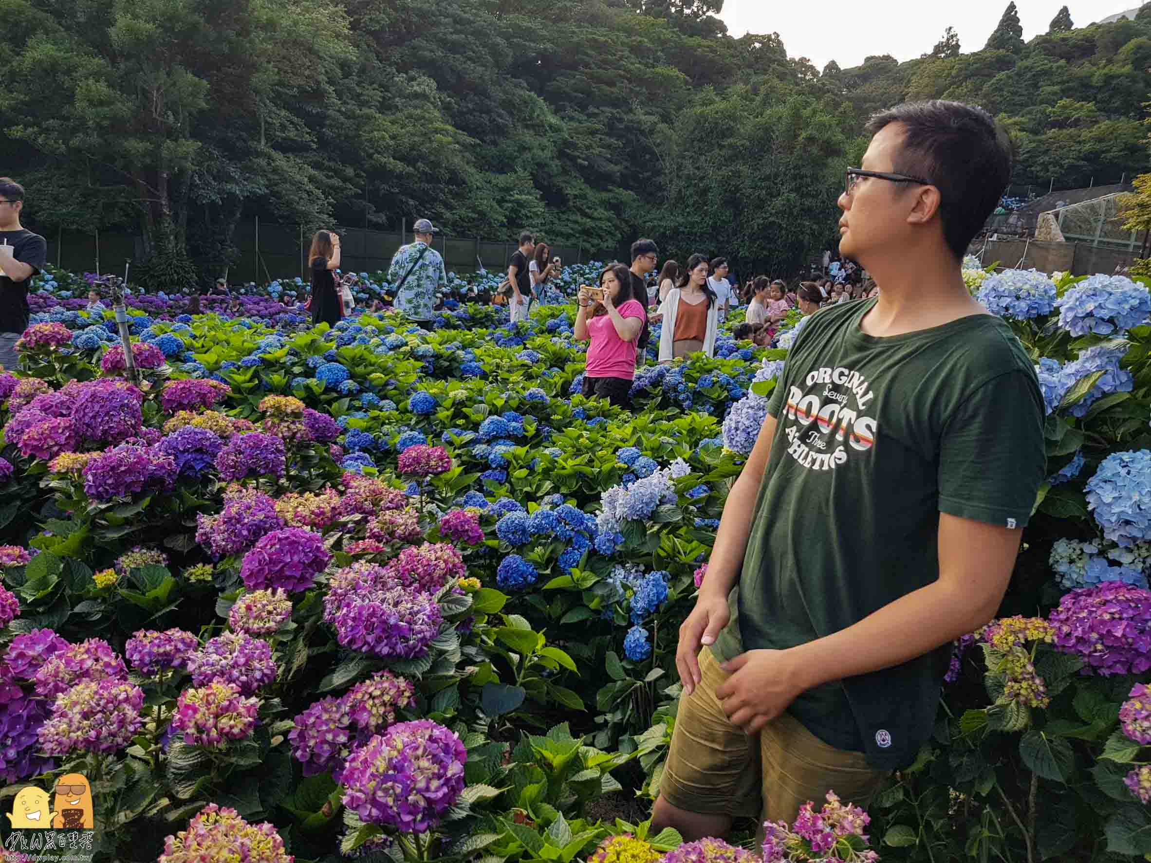 陽明山繡球花,繡球花季,高家繡球花,台北繡球花,台北海芋,繡球花哪裡看,台北必來,網紅打卡繡球花