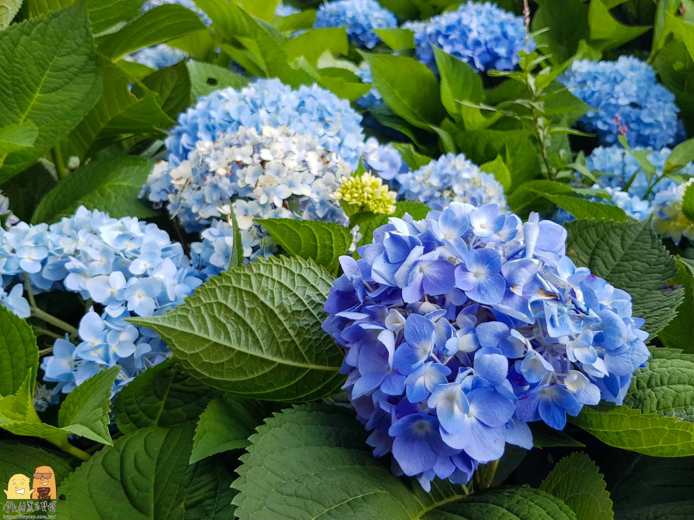 陽明山繡球花,繡球花季,高家繡球花,台北繡球花,台北海芋,繡球花哪裡看,台北必來,網紅打卡繡球花
