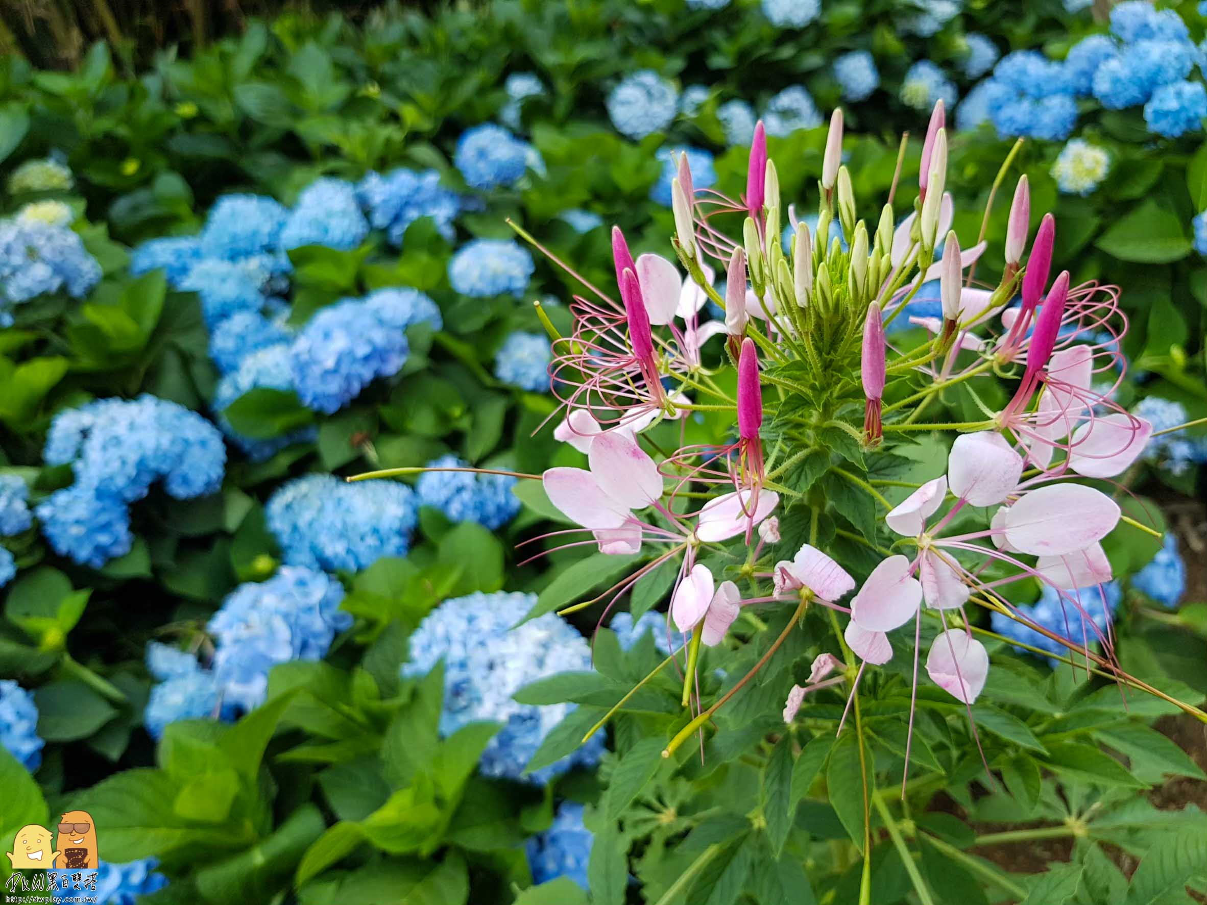 陽明山繡球花,繡球花季,高家繡球花,台北繡球花,台北海芋,繡球花哪裡看,台北必來,網紅打卡繡球花