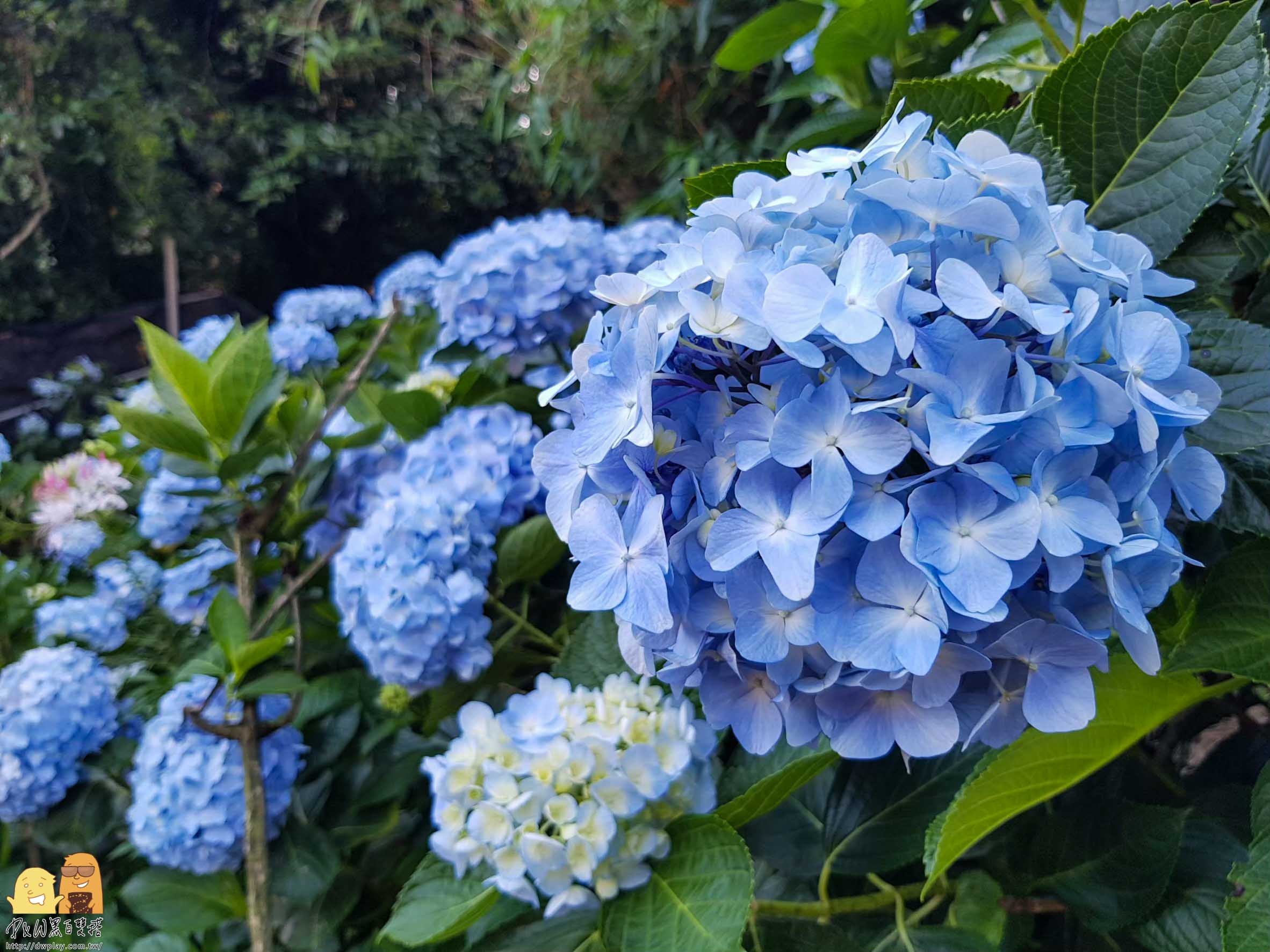 陽明山繡球花,繡球花季,高家繡球花,台北繡球花,台北海芋,繡球花哪裡看,台北必來,網紅打卡繡球花