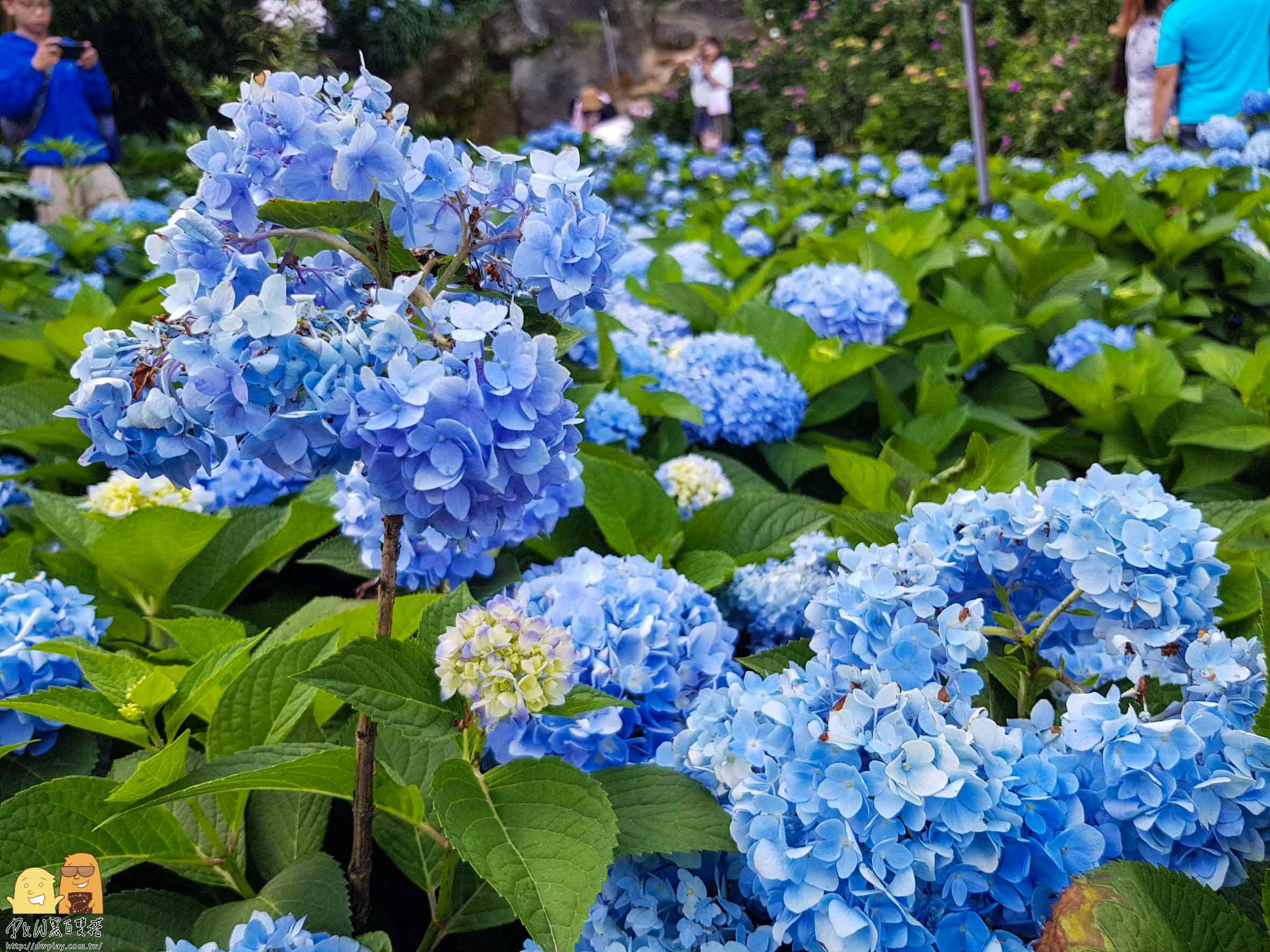 陽明山繡球花,繡球花季,高家繡球花,台北繡球花,台北海芋,繡球花哪裡看,台北必來,網紅打卡繡球花