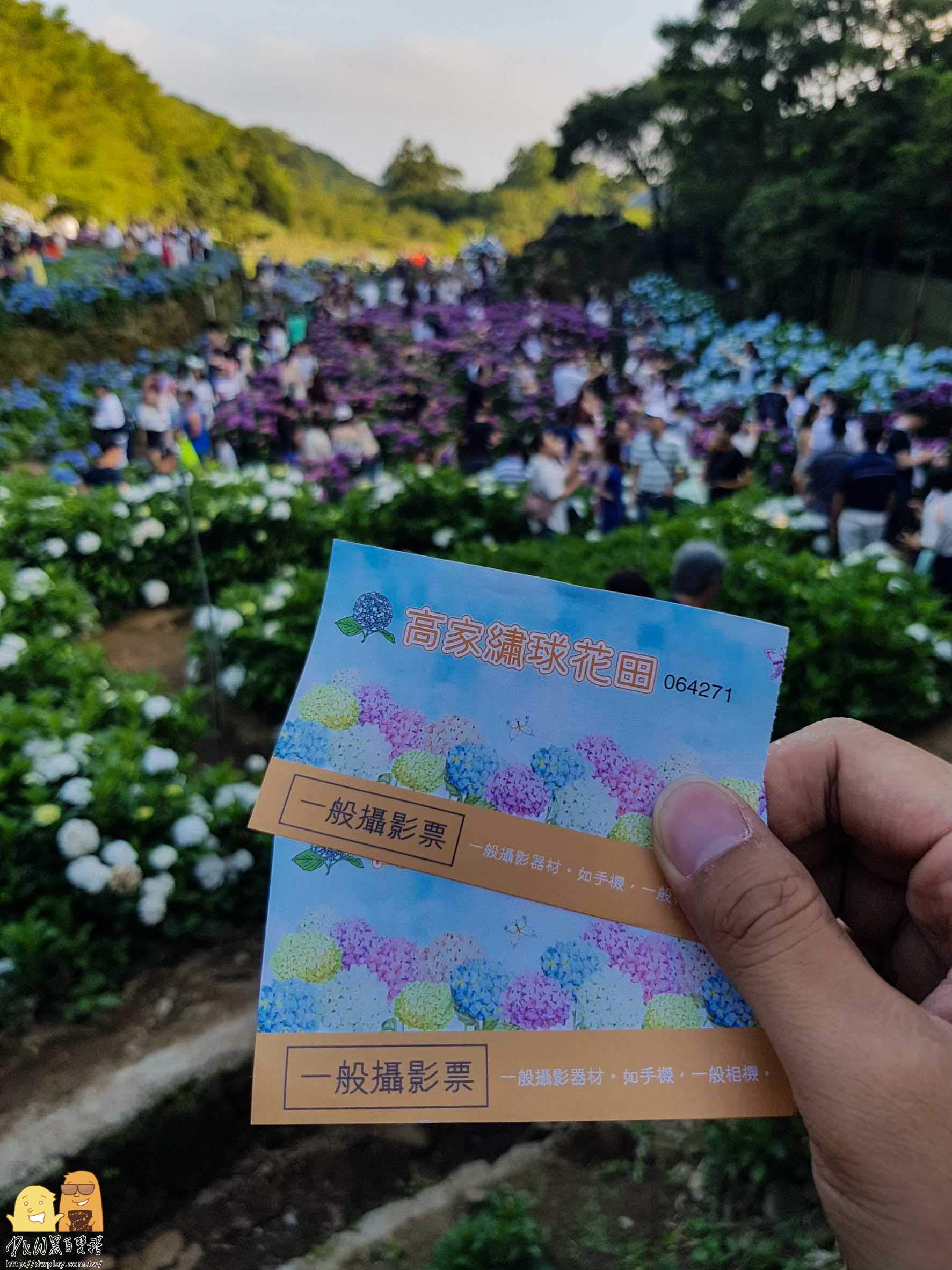 陽明山繡球花,繡球花季,高家繡球花,台北繡球花,台北海芋,繡球花哪裡看,台北必來,網紅打卡繡球花