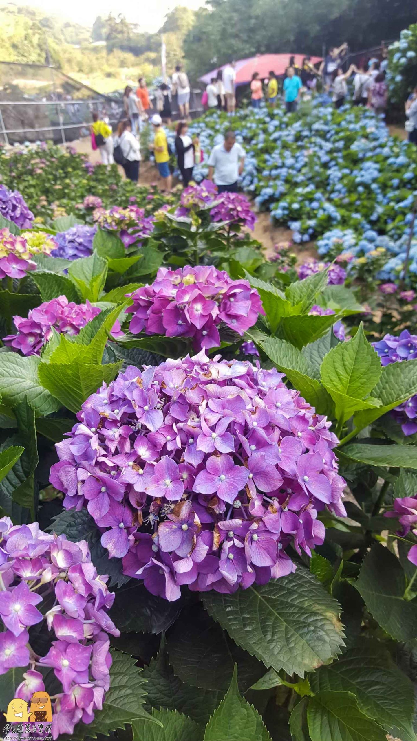 陽明山繡球花,繡球花季,高家繡球花,台北繡球花,台北海芋,繡球花哪裡看,台北必來,網紅打卡繡球花