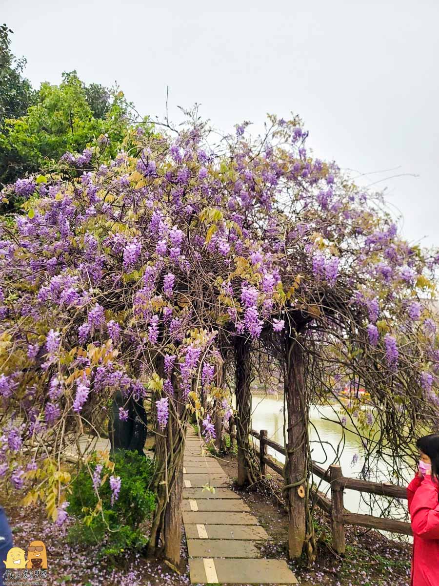 北部紫藤花推薦,桃園紫藤花,桃園紫藤花2023,龜山紫藤花2023