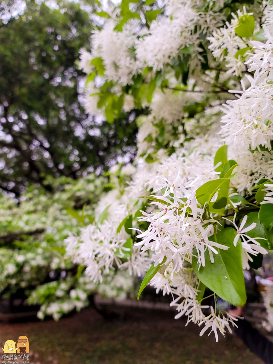 北部紫藤花推薦,桃園紫藤花,桃園紫藤花2023,龜山紫藤花2023