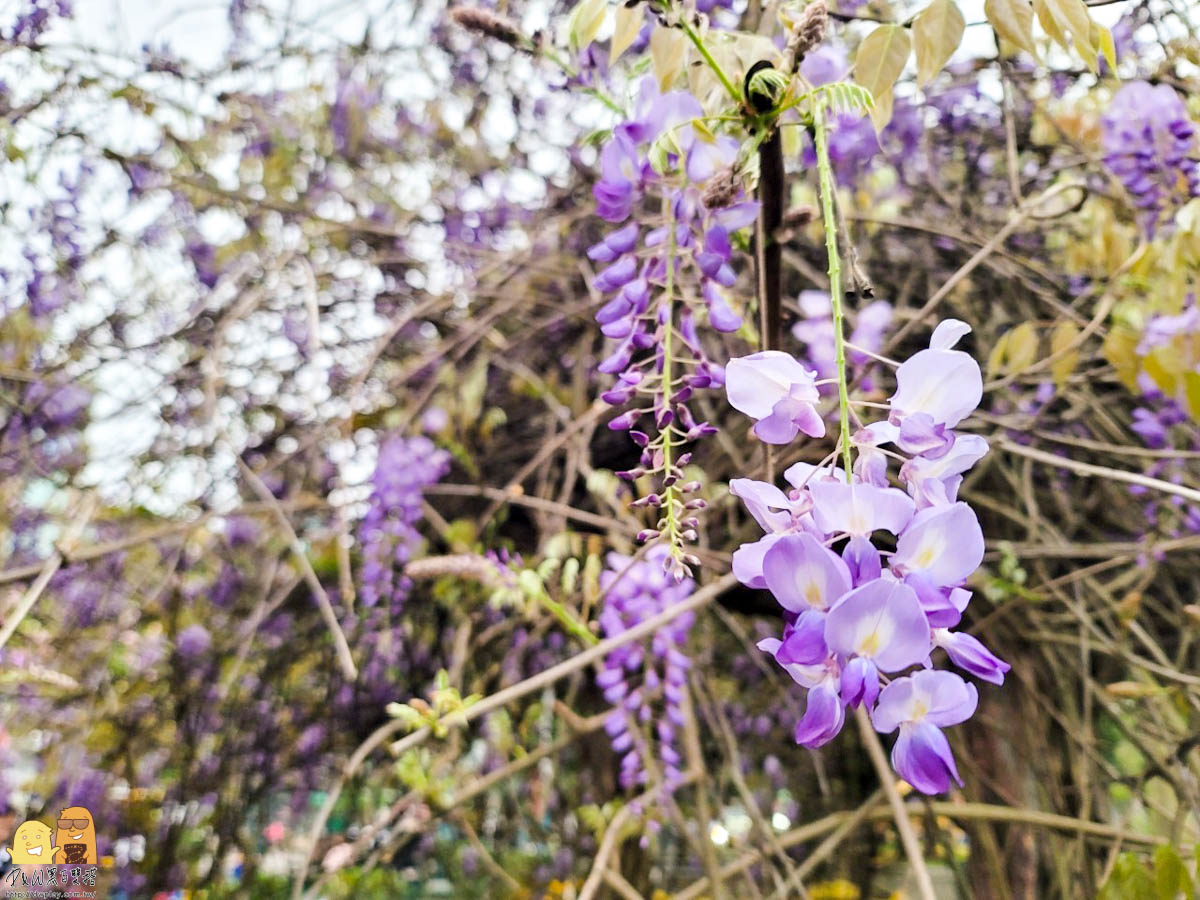 北部紫藤花推薦,桃園紫藤花,桃園紫藤花2023,龜山紫藤花2023