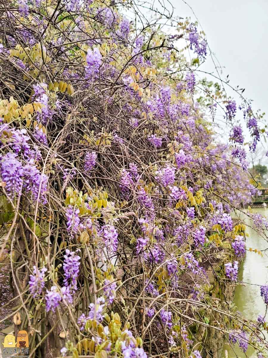 北部紫藤花推薦,桃園紫藤花,桃園紫藤花2023,龜山紫藤花2023