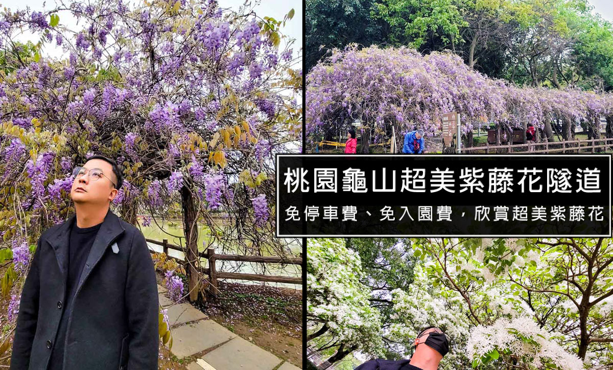 北部紫藤花推薦,桃園紫藤花,桃園紫藤花2023,龜山紫藤花2023