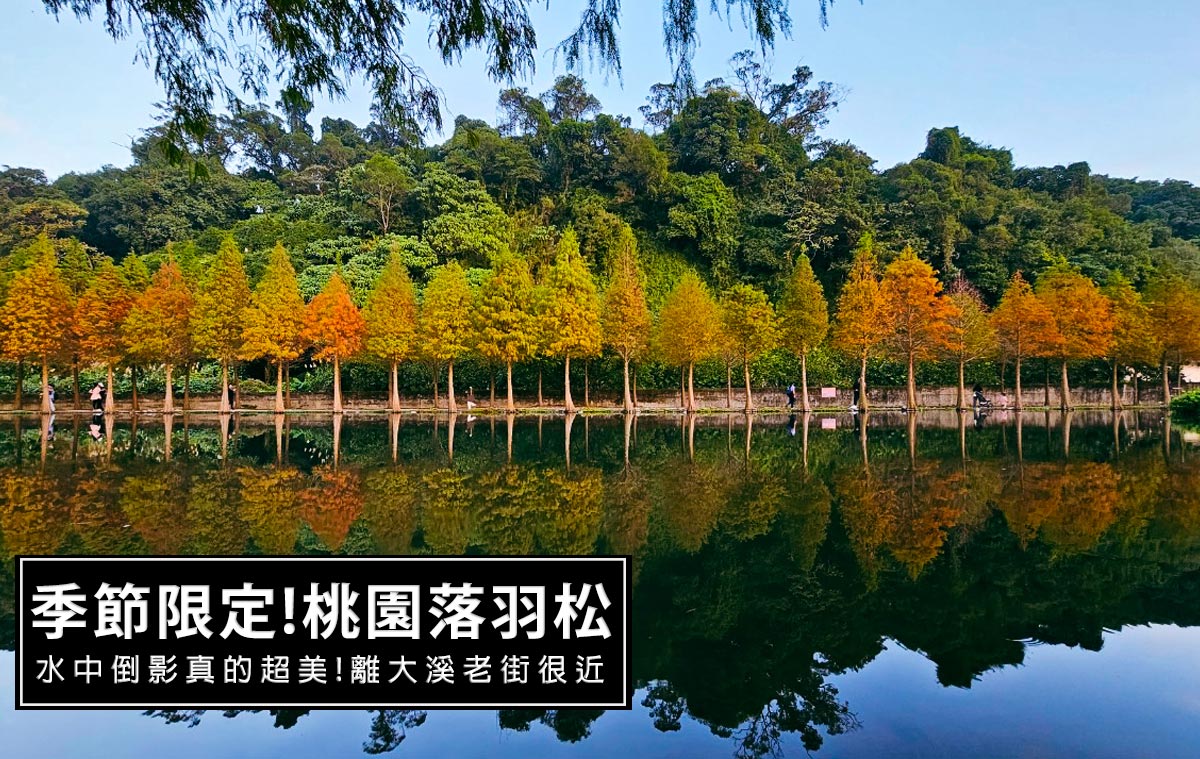 延伸閱讀：桃園大溪季節限定景點-大溪月眉人工濕地落羽松，水中倒影真的超美!近大溪老街