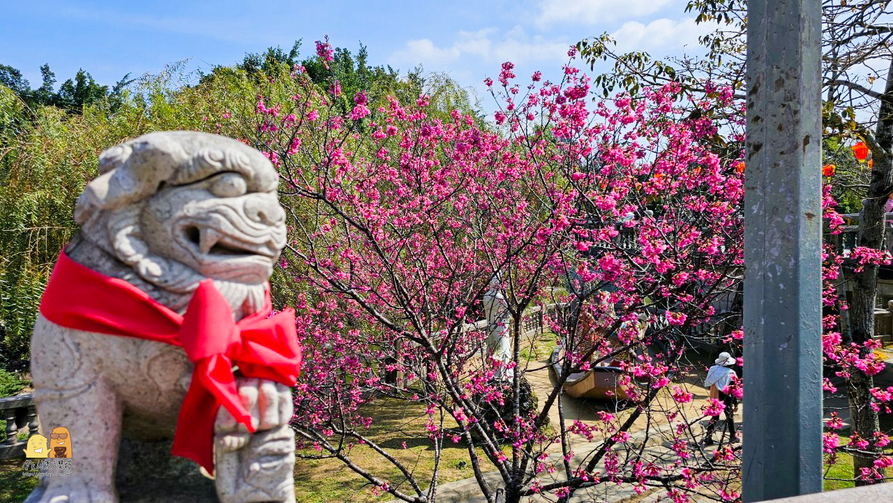 林口景點,櫻花