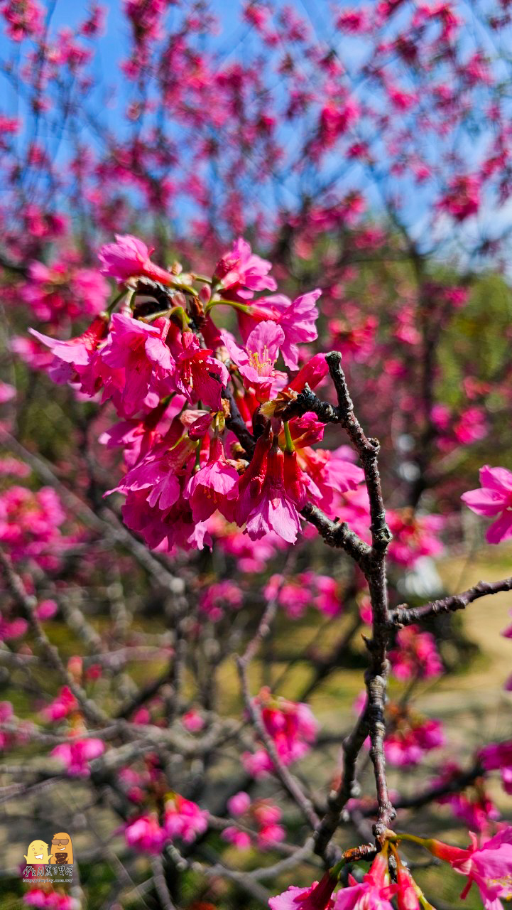 林口景點,櫻花