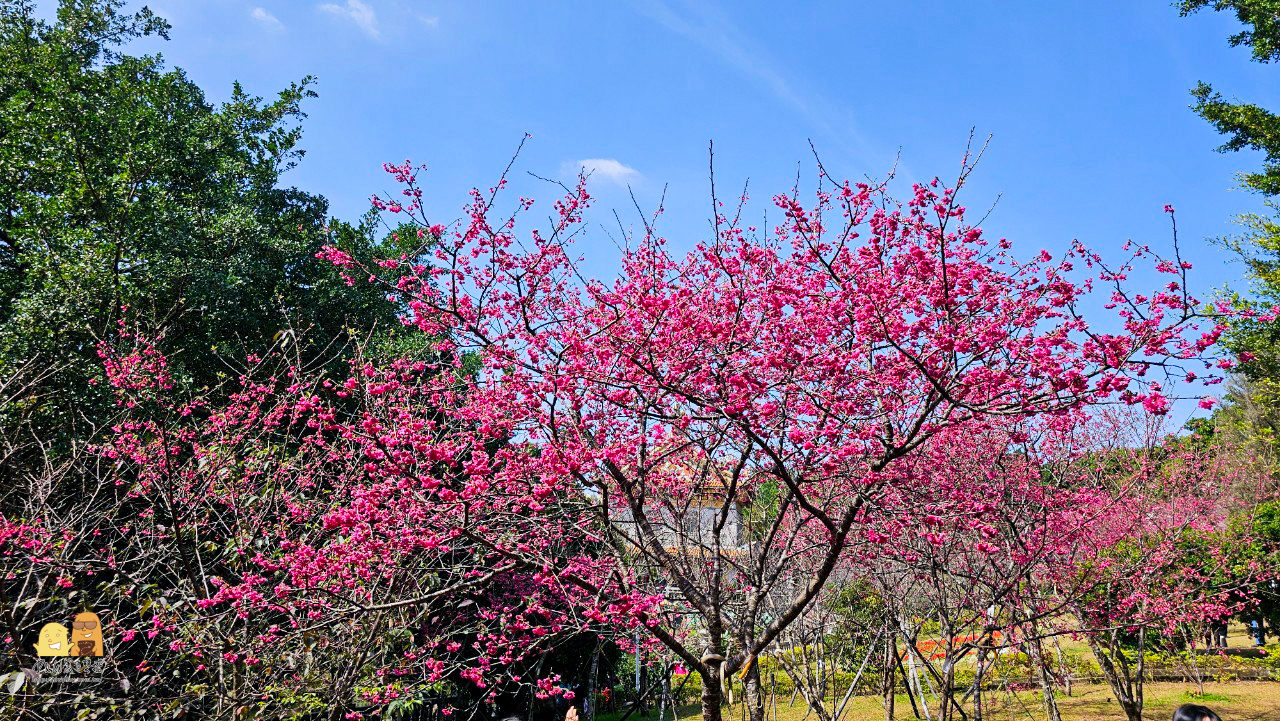 林口景點,櫻花