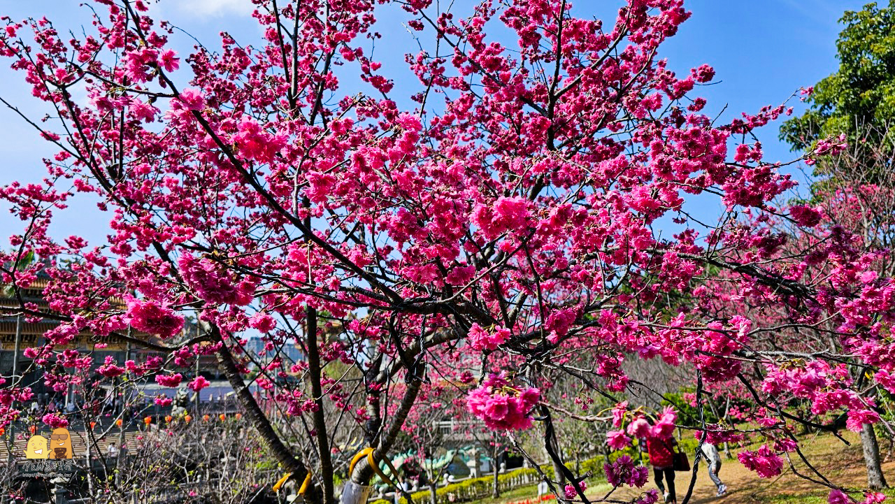 林口景點,櫻花