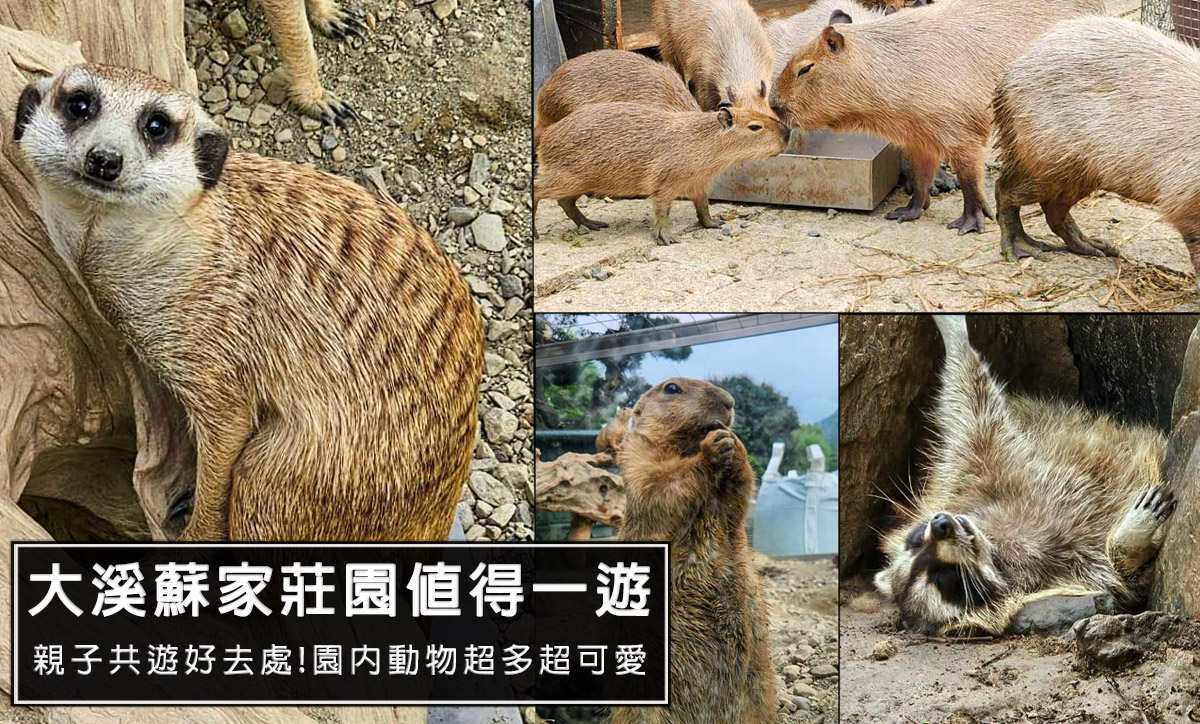 網站近期文章：2026大溪親子景點-蘇家莊園親子必訪動物樂園：卡皮巴拉、狐獴、狸貓、龍貓鼠全攻略，交通美食一次看！