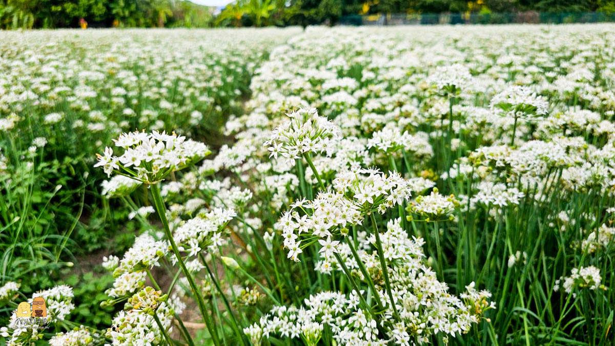 賞花,桃園景點,大溪景點