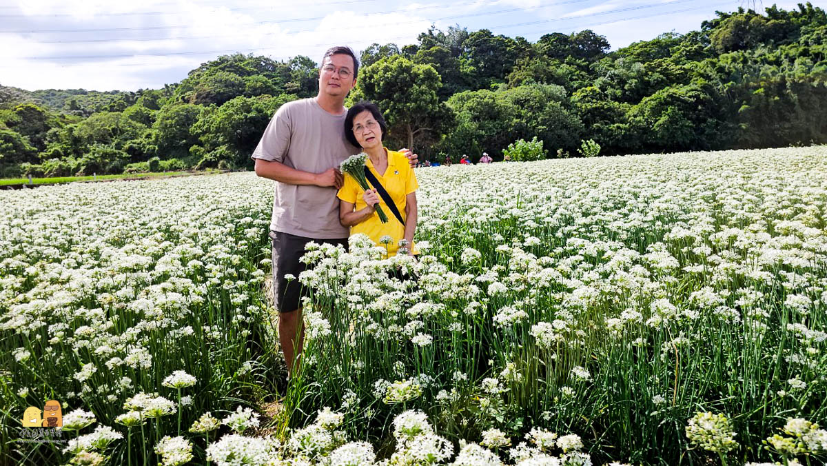 賞花,桃園景點,大溪景點