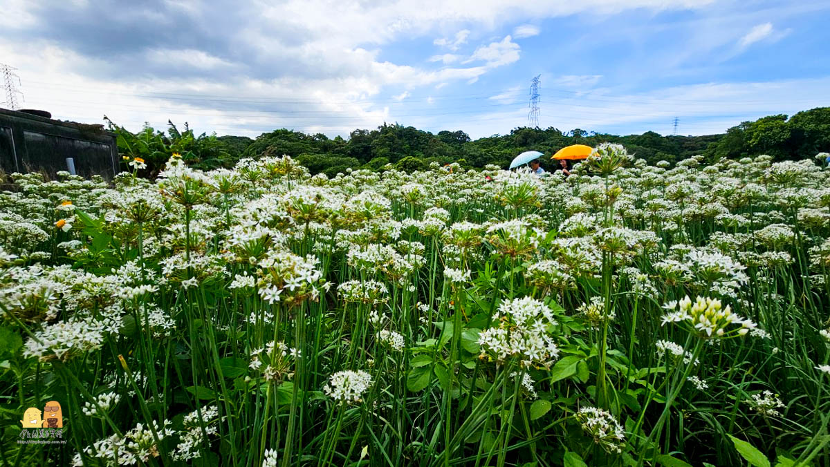 賞花,桃園景點,大溪景點