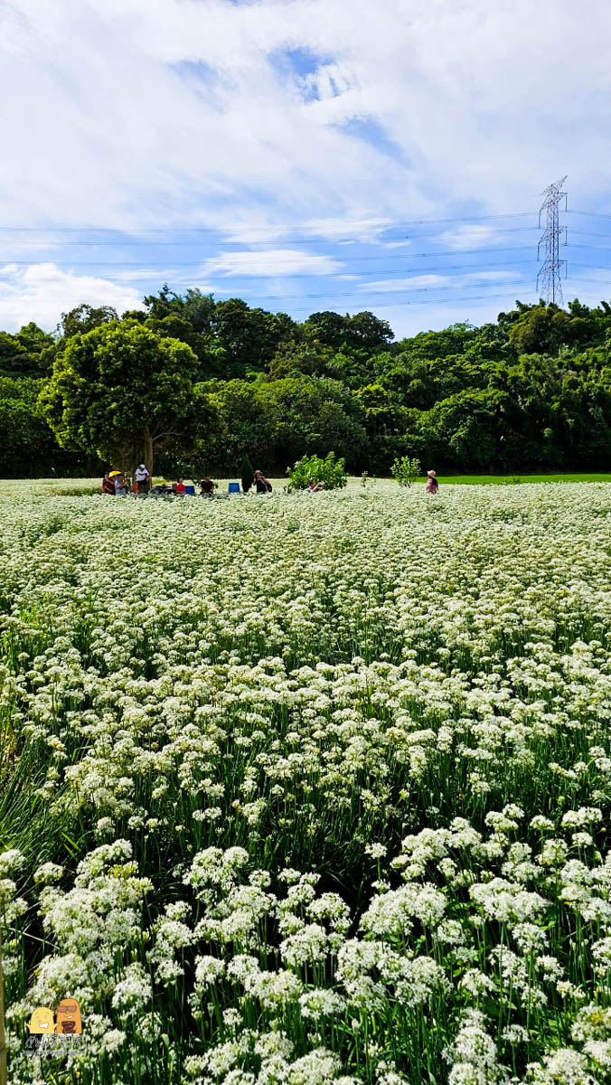 賞花,桃園景點,大溪景點