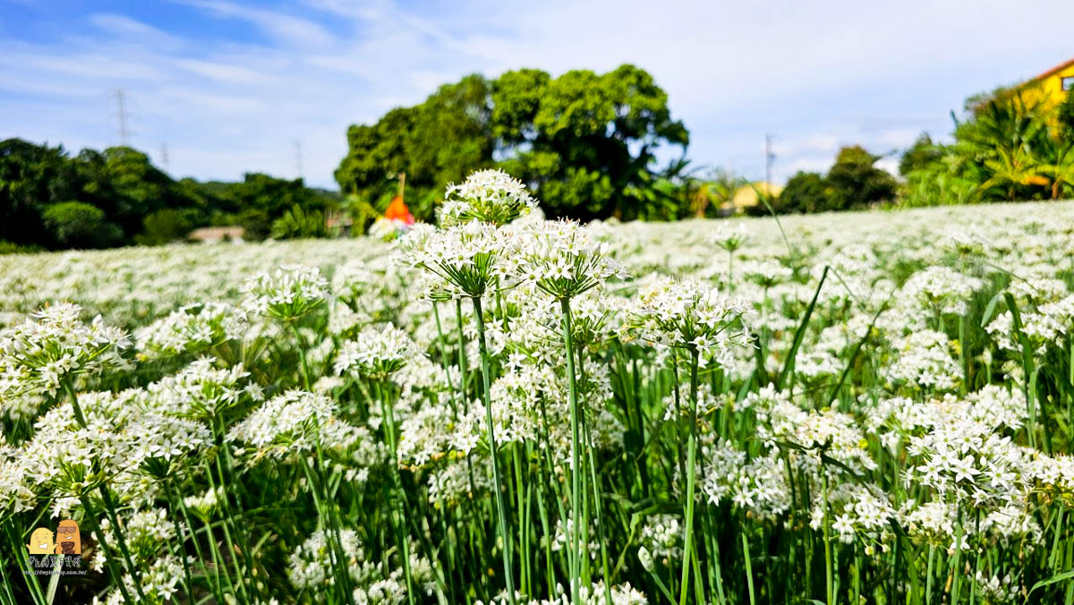 賞花,桃園景點,大溪景點