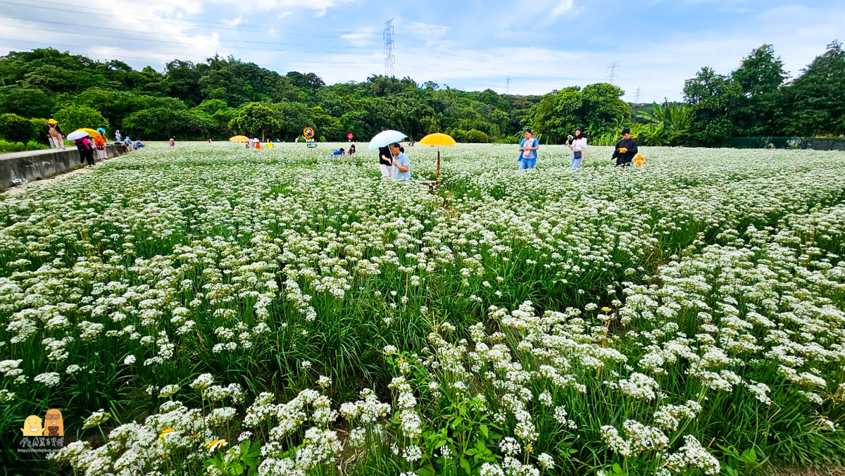 賞花,桃園景點,大溪景點