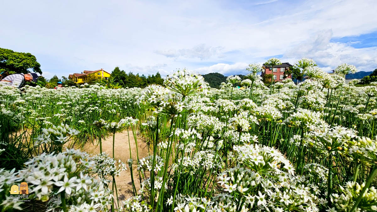 賞花,桃園景點,大溪景點