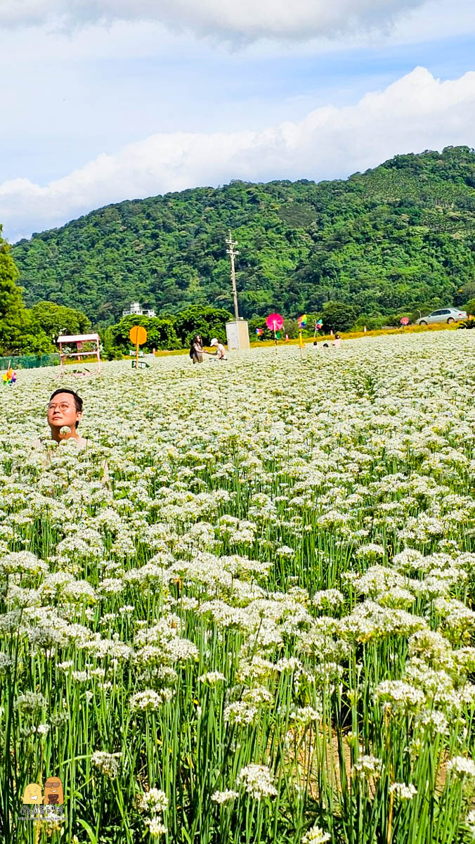 賞花,桃園景點,大溪景點