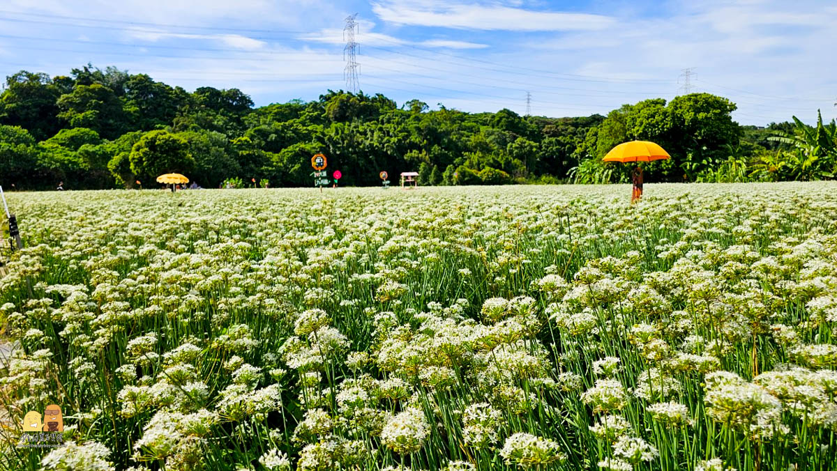 賞花,桃園景點,大溪景點