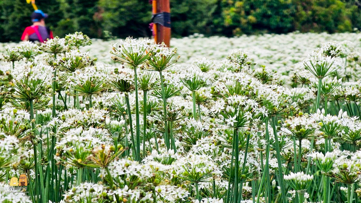 賞花,桃園景點,大溪景點