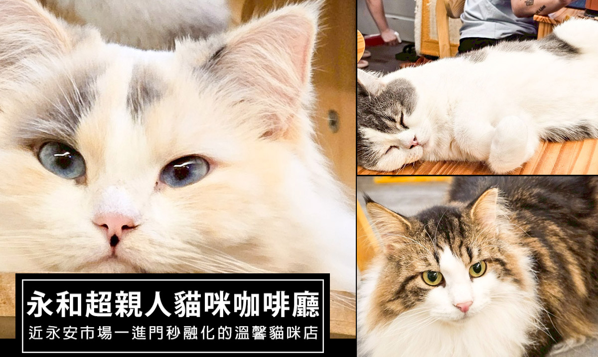網站近期文章：新北貓咪咖啡廳推薦｜永和永安市場捷運站附近，J’s Coffee僦室貓屋交通、低消、營業時間一次看