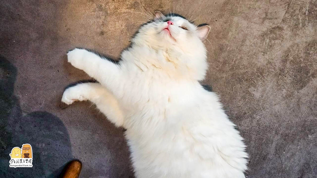 捷運港墘站,貓咖啡廳,寵物咖啡廳,貓餐廳,寵物餐廳,港墘捷運站