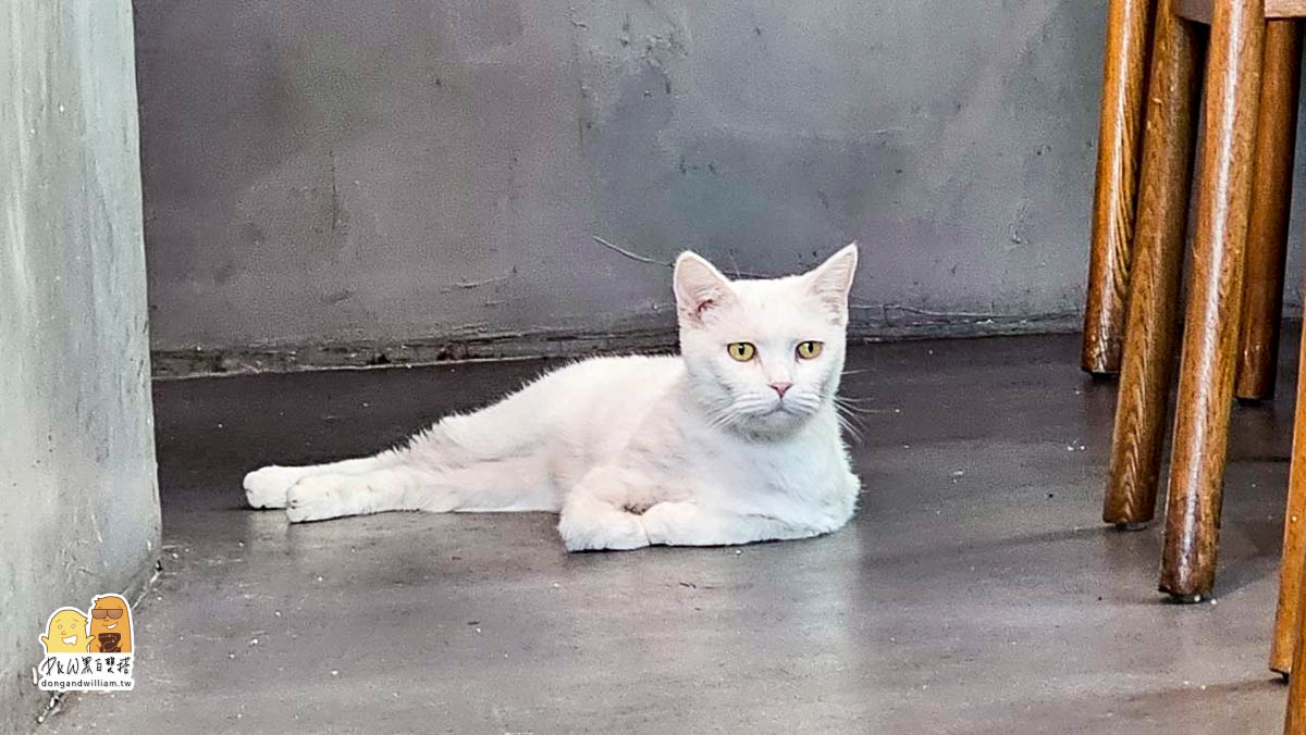 捷運港墘站,貓咖啡廳,寵物咖啡廳,貓餐廳,寵物餐廳,港墘捷運站