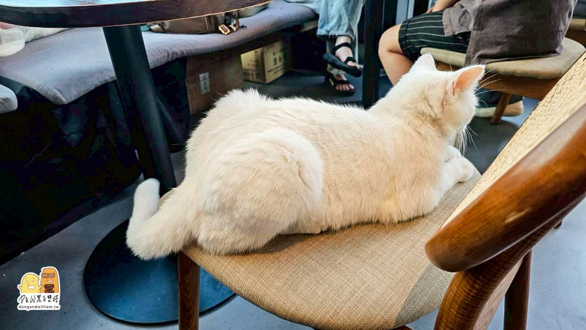 捷運港墘站,貓咖啡廳,寵物咖啡廳,貓餐廳,寵物餐廳,港墘捷運站