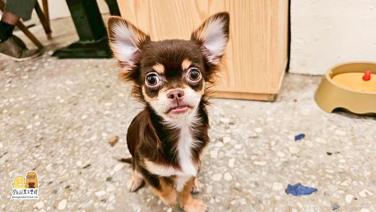 寵物餐廳,捷運咖啡廳,新北美食,寵物咖啡廳,捷運美食,台北捷運三重國小站,台北捷運台北橋站,新北咖啡廳,台北橋捷運站,三重國小捷運站