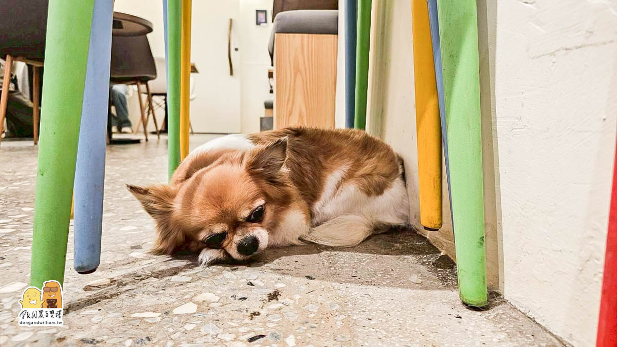 寵物餐廳,捷運咖啡廳,新北美食,寵物咖啡廳,捷運美食,台北捷運三重國小站,台北捷運台北橋站,新北咖啡廳,台北橋捷運站,三重國小捷運站