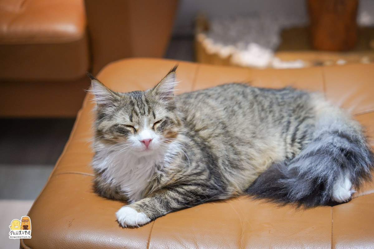 寵物餐廳,捷運頂溪站