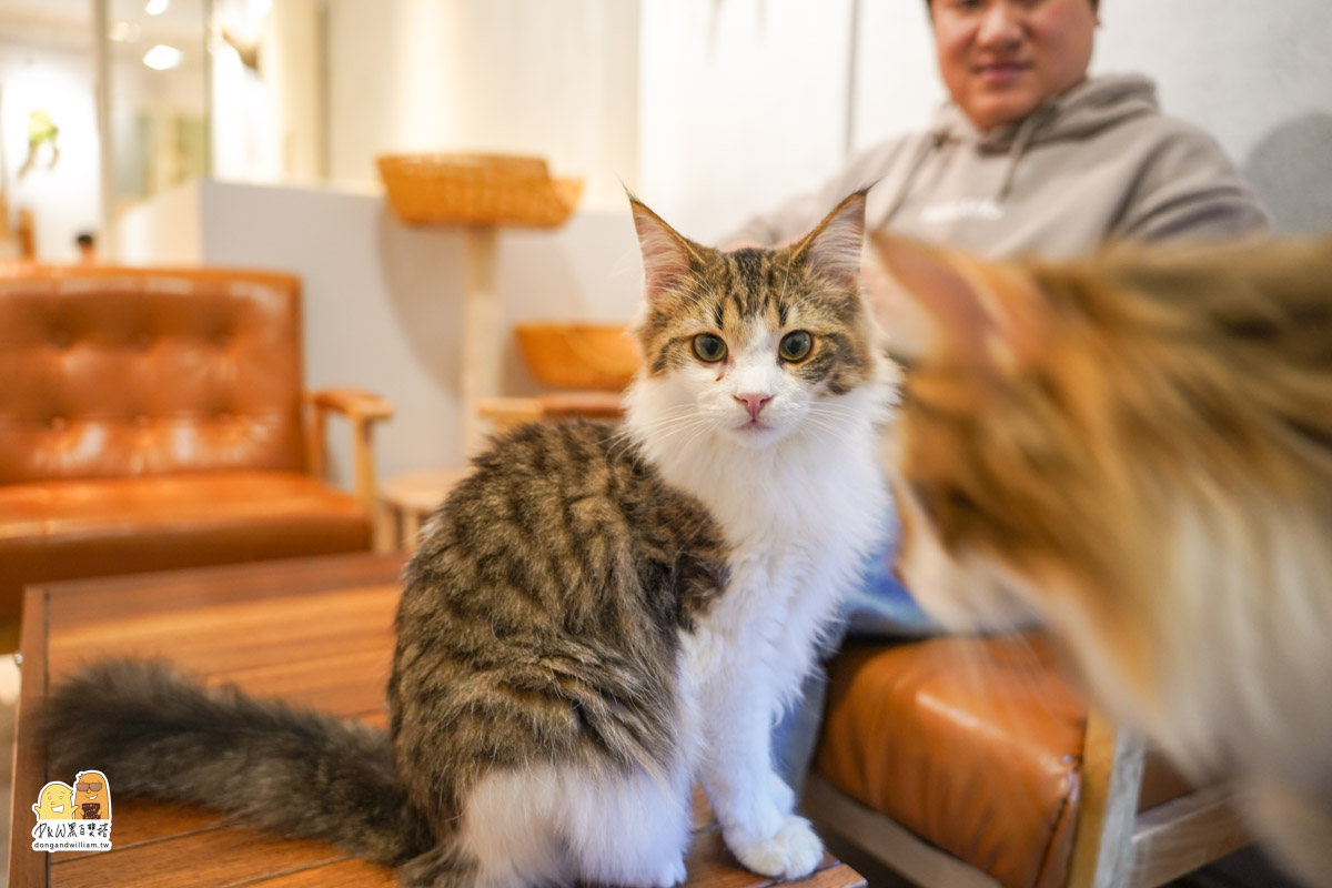 寵物餐廳,捷運頂溪站 寵物餐廳,捷運頂溪站