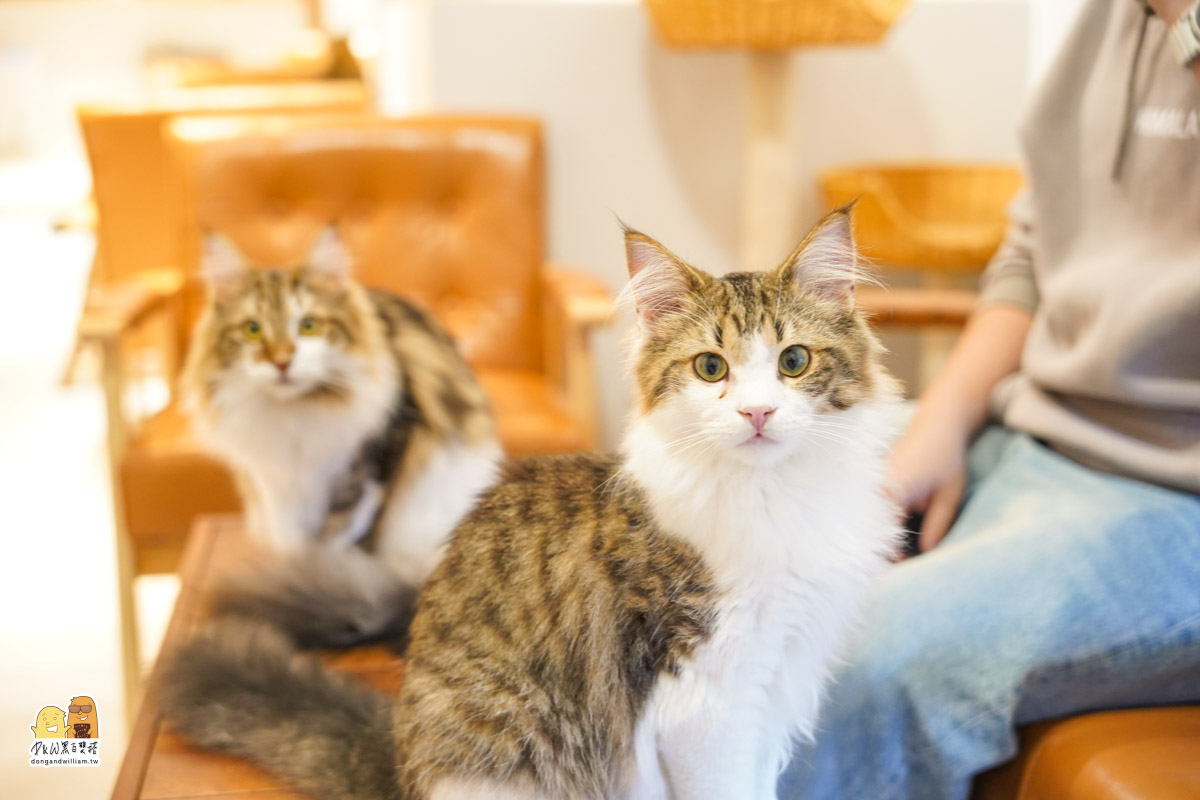 寵物餐廳,捷運頂溪站 寵物餐廳,捷運頂溪站