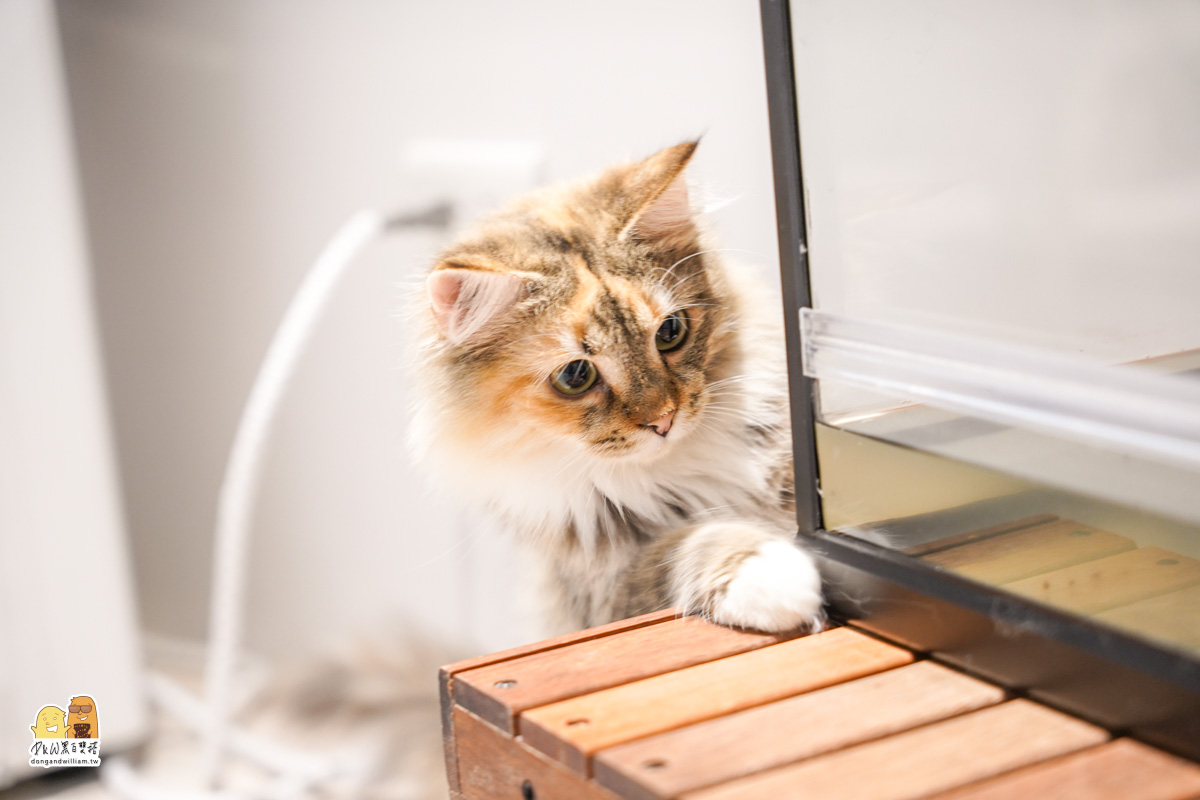 寵物餐廳,捷運頂溪站 寵物餐廳,捷運頂溪站
