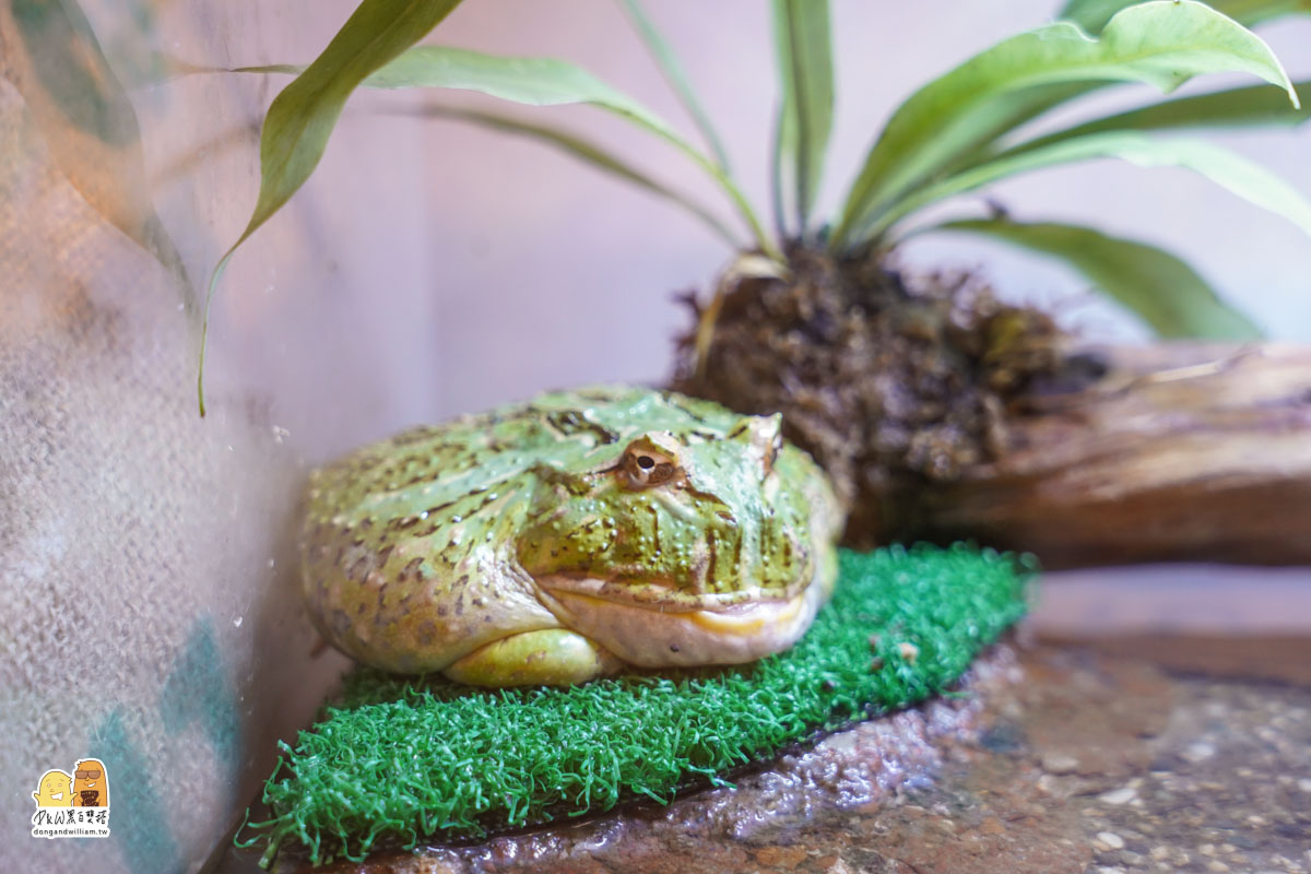 寵物餐廳,捷運頂溪站 寵物餐廳,捷運頂溪站