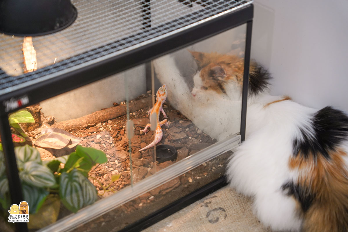 寵物餐廳,捷運頂溪站 寵物餐廳,捷運頂溪站