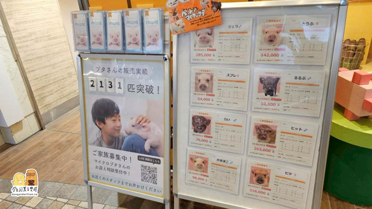 【東京池袋必訪】迷你豬咖啡廳mipig+cafe,超可愛小豬讓你抱抱陪你一起喝下午茶 @D&W黑白雙搭 @D&W黑白雙搭