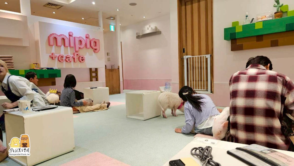 【東京池袋必訪】迷你豬咖啡廳mipig+cafe,超可愛小豬讓你抱抱陪你一起喝下午茶 @D&W黑白雙搭 @D&W黑白雙搭