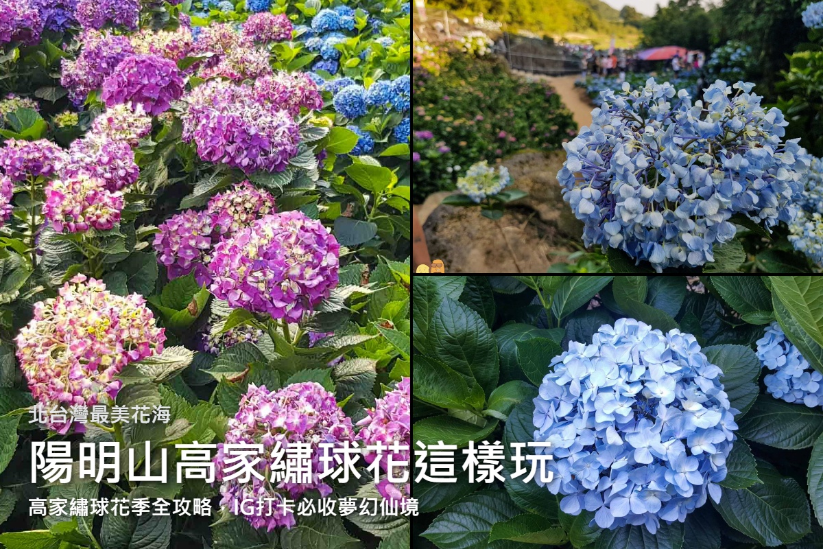 網站近期文章：陽明山高家繡球花季，初夏最夢幻的藍紫花海洗版登場，8000坪夢幻花海拍到手機沒電